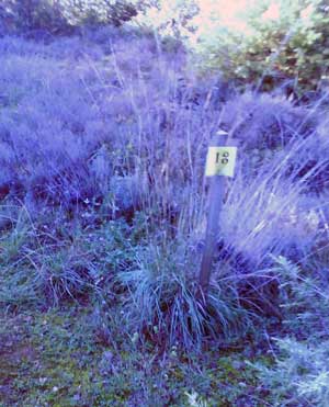 IMG/jpg/Sans-titre-13-4.jpg