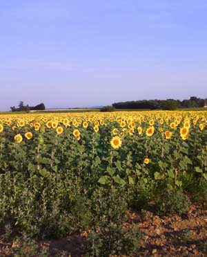 IMG/jpg/Sans-titre-13-8.jpg