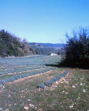 IMG/jpg/Sans-titre-26-2.jpg